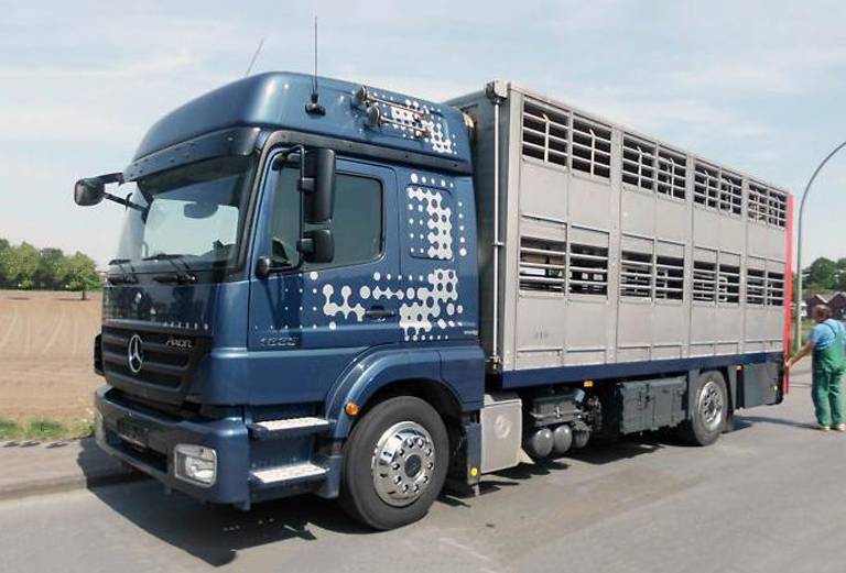 Перевозка свиньи 25 голова автотранспортом из Ливен в Навлю